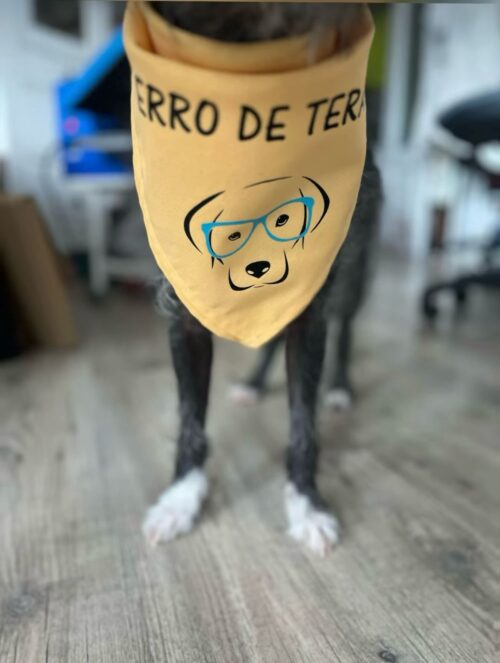 Bandanas caninas
